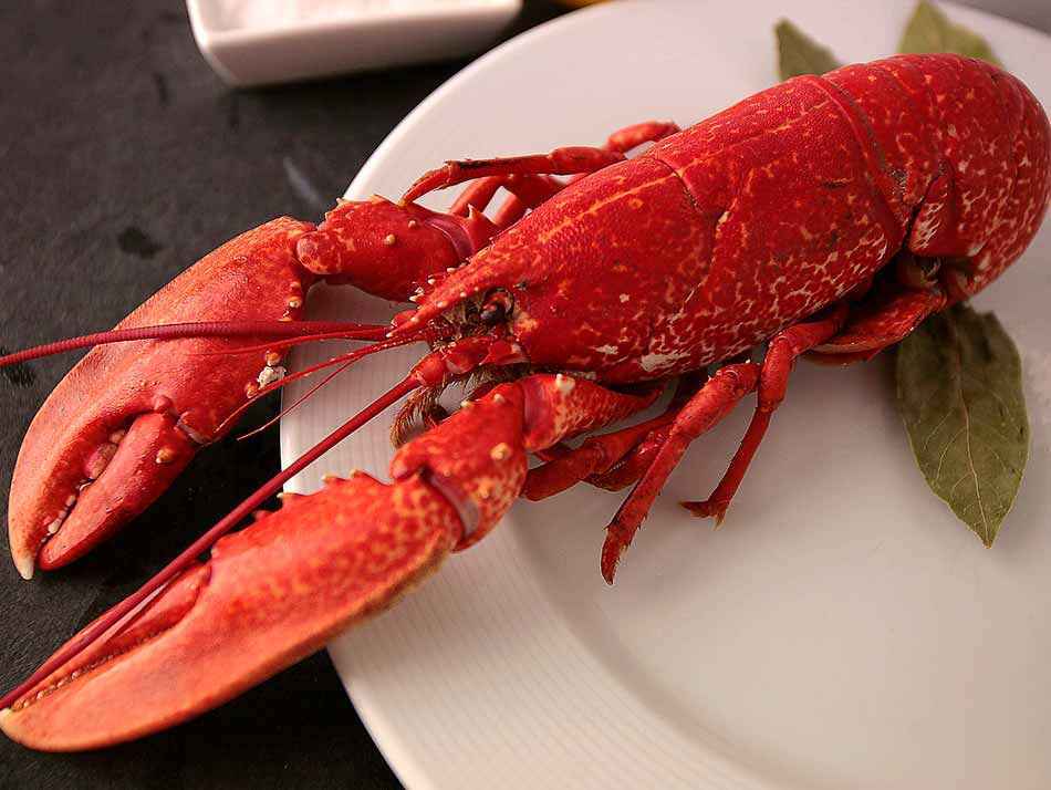 Bogavante Azul Gallego