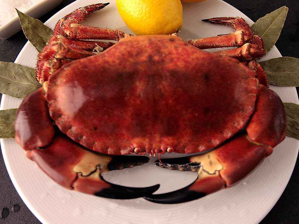 Buey de mar fresco y delicioso
