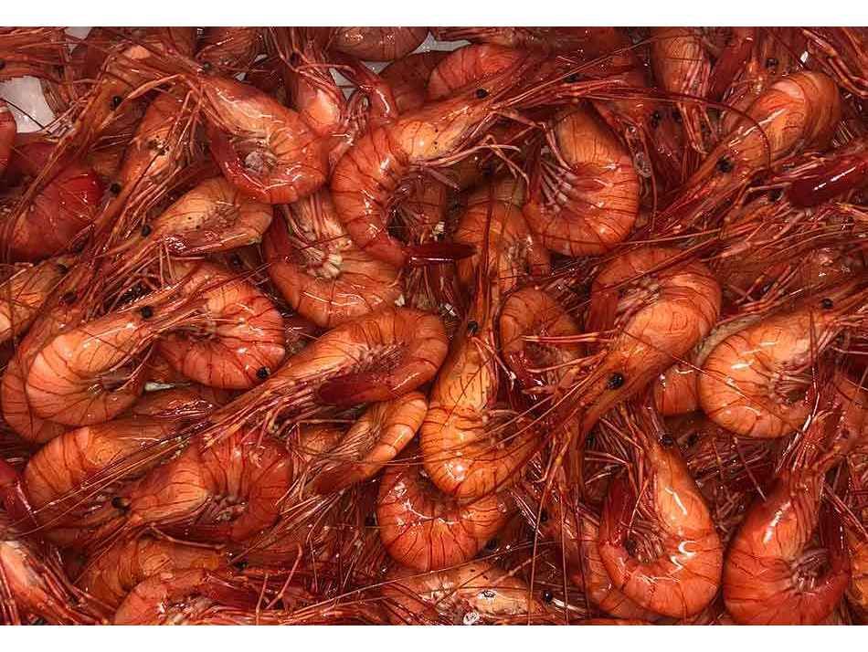 Camaron Gallego Gourmet