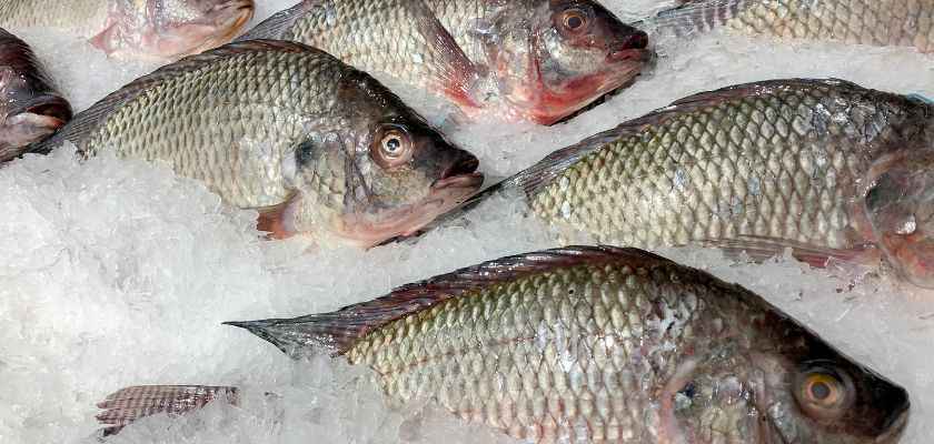 Primer plano de un fresco pescado langostino. Como camarón, pero