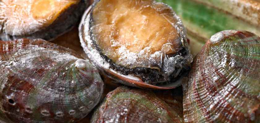 El Marisco Más Caro Del Mundo | Galicia Marisco