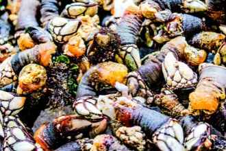 ¿Como se comen los percebes?
