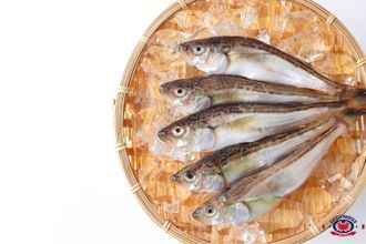 ¿Cuáles son los pescados blancos?